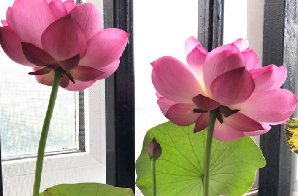 家里不能養(yǎng)的六種花是什么?.png 家里不能養(yǎng)的六種花是什么?.png
