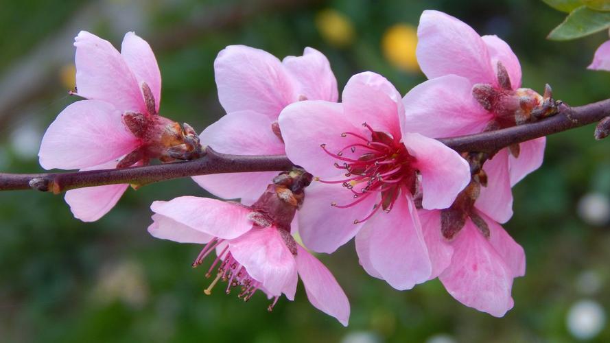 家里養(yǎng)什么花象征吉祥好運.jpeg 家里養(yǎng)什么花象征吉祥好運.jpeg